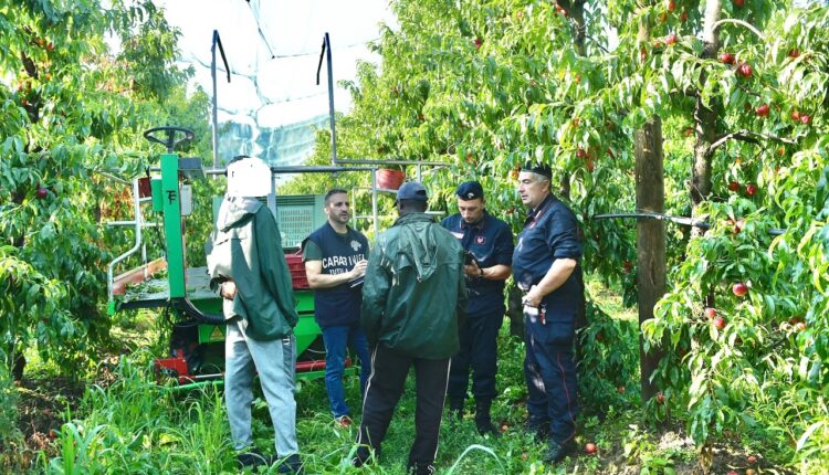 Cuneo, Carabinieri intensificano i controlli contro il caporalato nelle aziende agricole