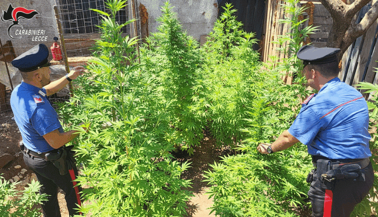 Drone dei Carabinieri scopre piantagione di marijuana a Porto Cesareo: arrestato 54enne