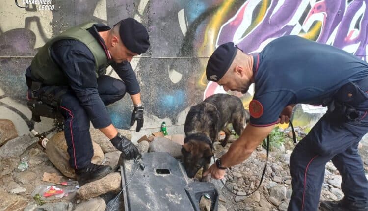 Colico, smantellate tre postazioni di spaccio nei boschi: controlli dei Carabinieri con unità cinofila