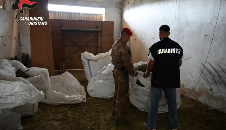 Villaurbana, maxi piantagione di marijuana: 8 arresti, sequestrate oltre 4.500 piante e 290 kg di droga essiccata