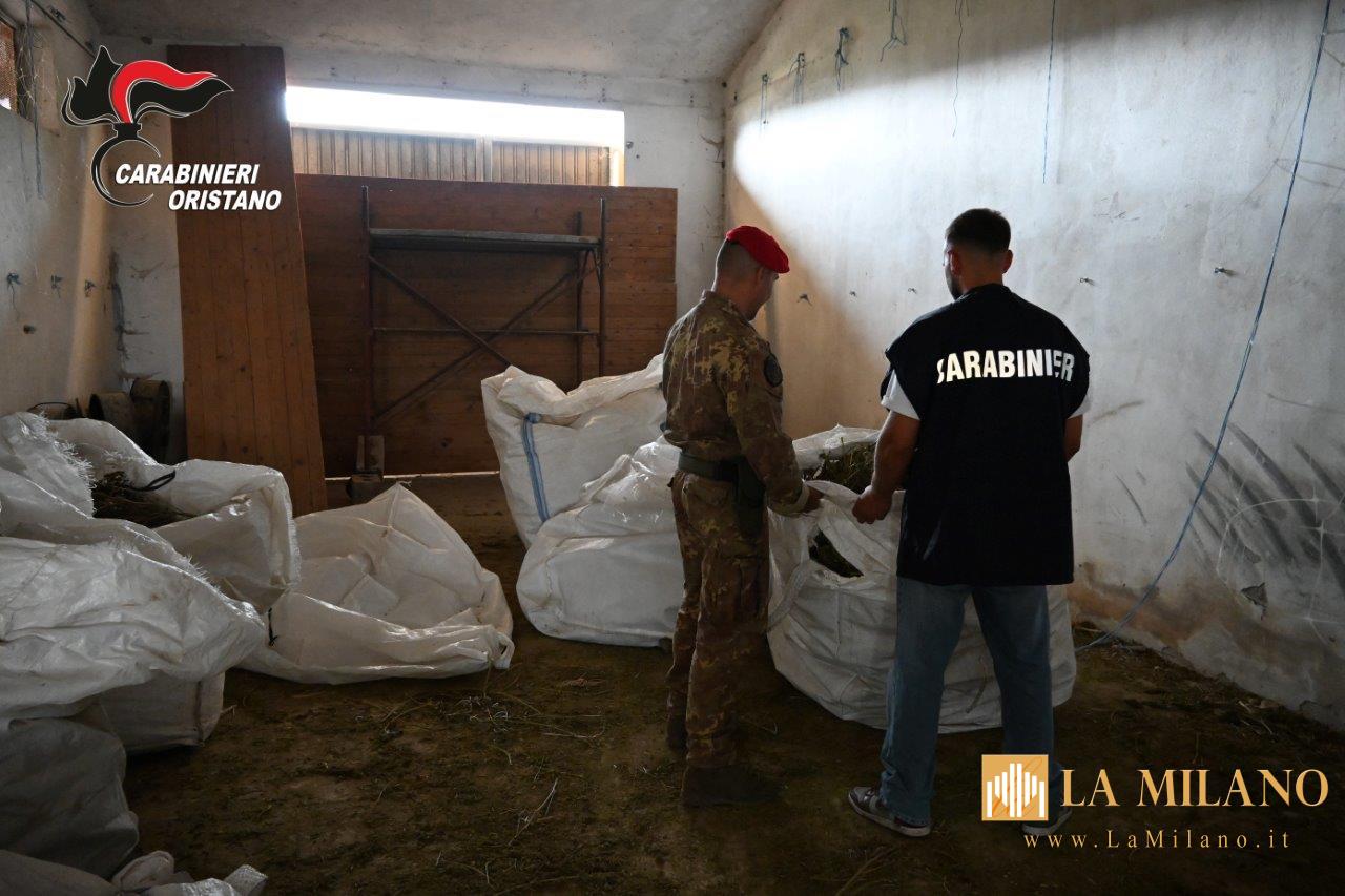 Villaurbana, maxi piantagione di marijuana: 8 arresti, sequestrate oltre 4.500 piante e 290 kg di droga essiccata