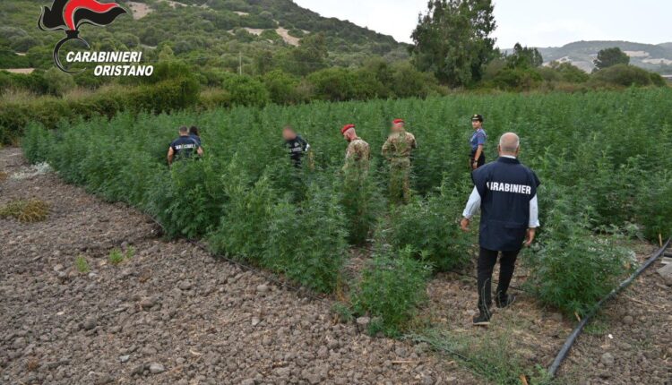 Villaurbana, maxi piantagione di marijuana: 8 arresti, sequestrate oltre 4.500 piante e 290 kg di droga essiccata