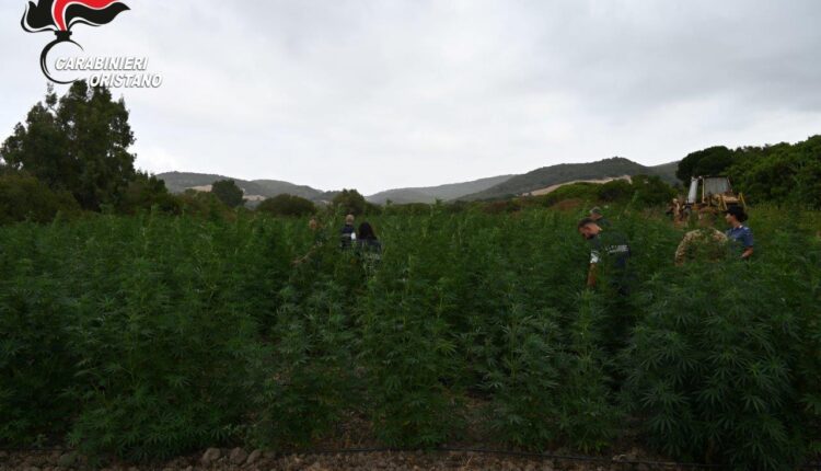 Villaurbana, maxi piantagione di marijuana: 8 arresti, sequestrate oltre 4.500 piante e 290 kg di droga essiccata