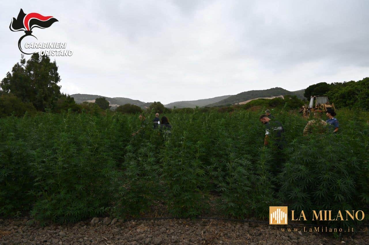 Villaurbana, maxi piantagione di marijuana: 8 arresti, sequestrate oltre 4.500 piante e 290 kg di droga essiccata
