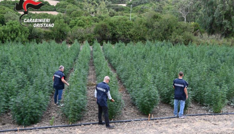 Villaurbana, maxi piantagione di marijuana: 8 arresti, sequestrate oltre 4.500 piante e 290 kg di droga essiccata