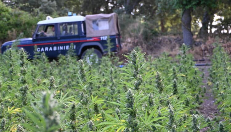 Loculi, maxi sequestro di marijuana: 3 arresti, anche un minorenne