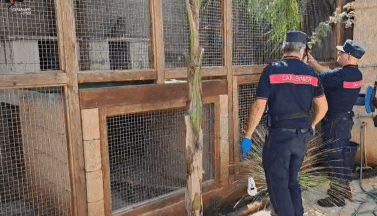 Racale, sequestrate 50 tartarughe e 2 pappagalli di pregio a esponente della criminalità organizzata