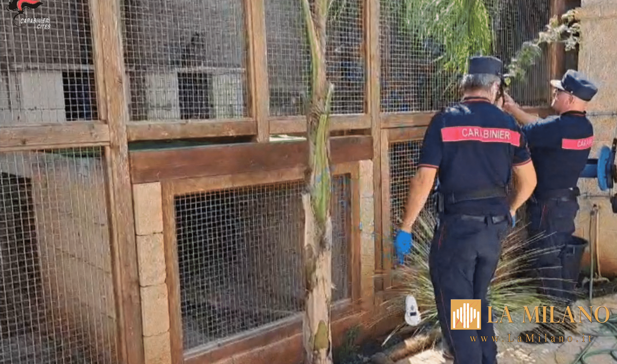 Racale, sequestrate 50 tartarughe e 2 pappagalli di pregio a esponente della criminalità organizzata