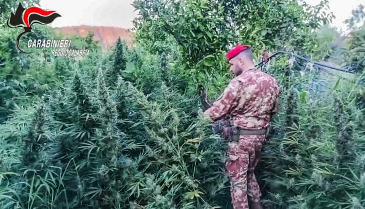 Calabria, scoperta “giungla” di cannabis e arsenale nascosto: maxi sequestro dei Carabinieri