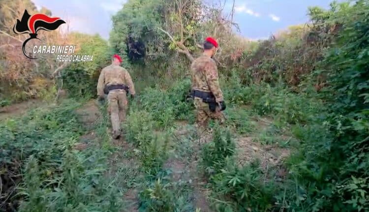 Maxi piantagione di marijuana scoperta a Nicotera: 2 arresti in flagranza