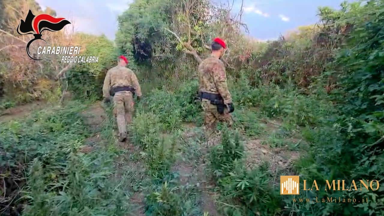 Maxi piantagione di marijuana scoperta a Nicotera: 2 arresti in flagranza