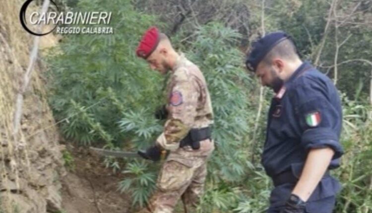 Calabria, scoperta e distrutta maxi coltivazione di marijuana a Cardeto: arrestato un uomo