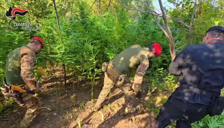 Careri, Carabinieri scoprono piantagione di canapa indiana: un arresto