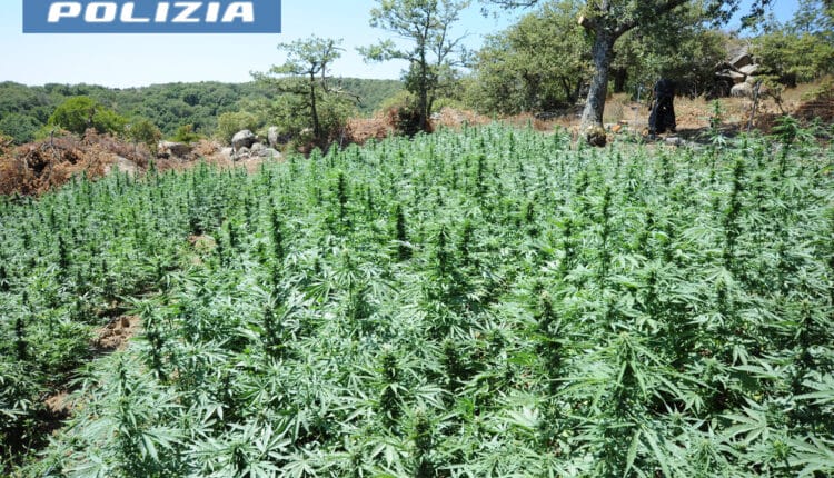 Lodine, scoperta maxi piantagione di marijuana: sequestrate 1.600 piante dalla Polizia di Stato