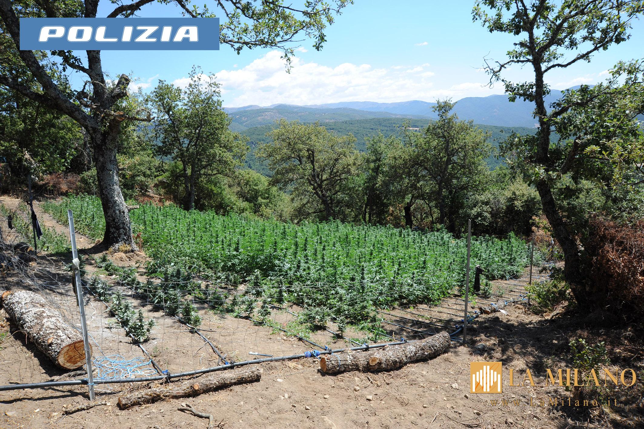 Lodine, scoperta maxi piantagione di marijuana: sequestrate 1.600 piante dalla Polizia di Stato
