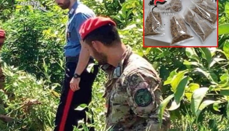 Giarre, arrestato 48enne incensurato: sequestrati 800 grammi di marijuana nascosti dietro un caminetto