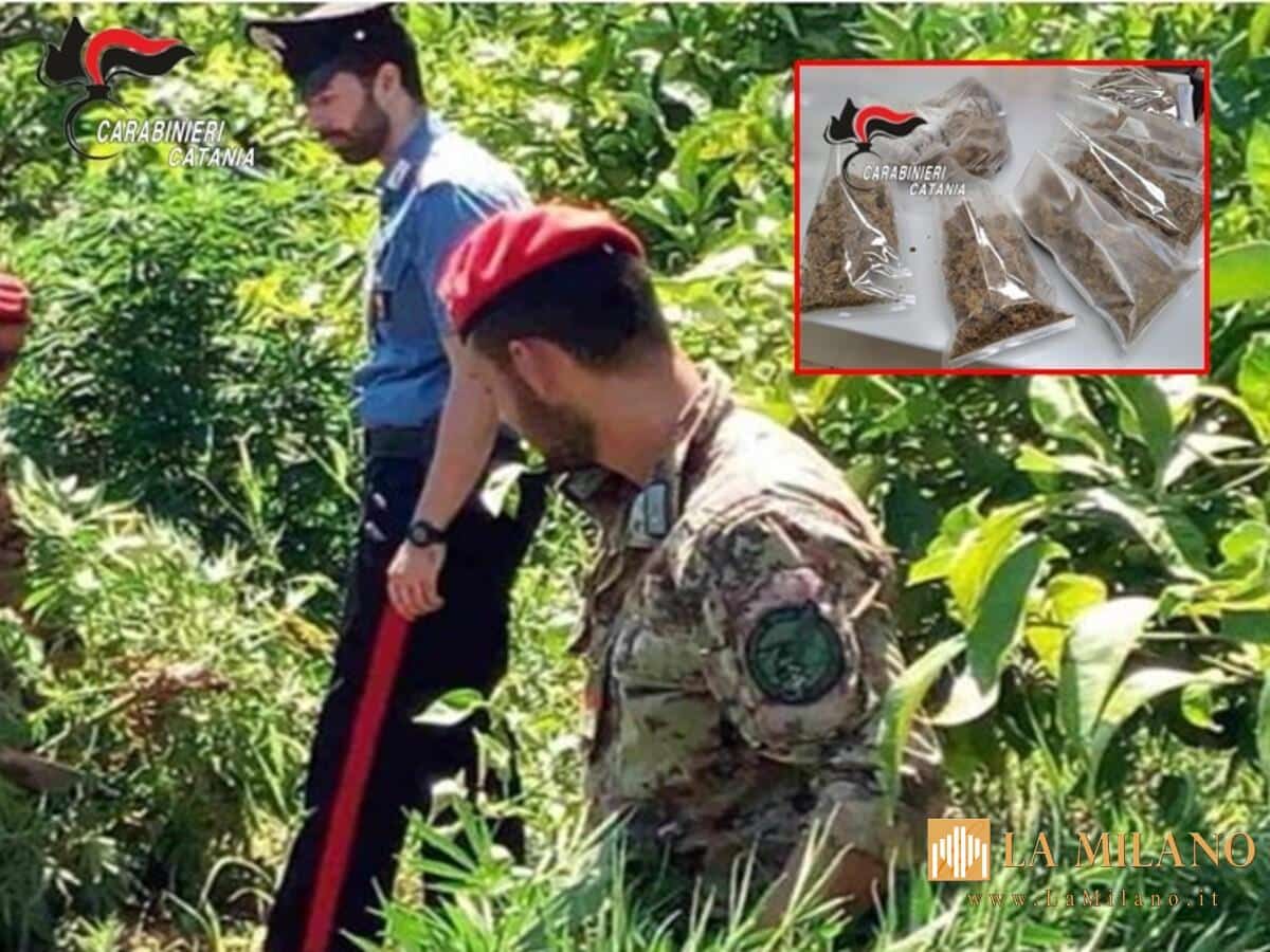 Giarre, arrestato 48enne incensurato: sequestrati 800 grammi di marijuana nascosti dietro un caminetto