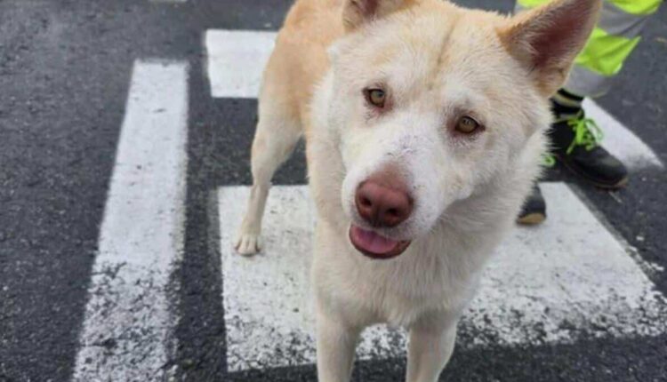 Genova, cane smarrito ritrovato e restituito al proprietario grazie alla Polizia Stradale