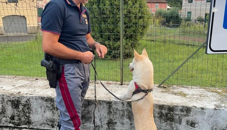 Genova, cane smarrito ritrovato e restituito al proprietario grazie alla Polizia Stradale