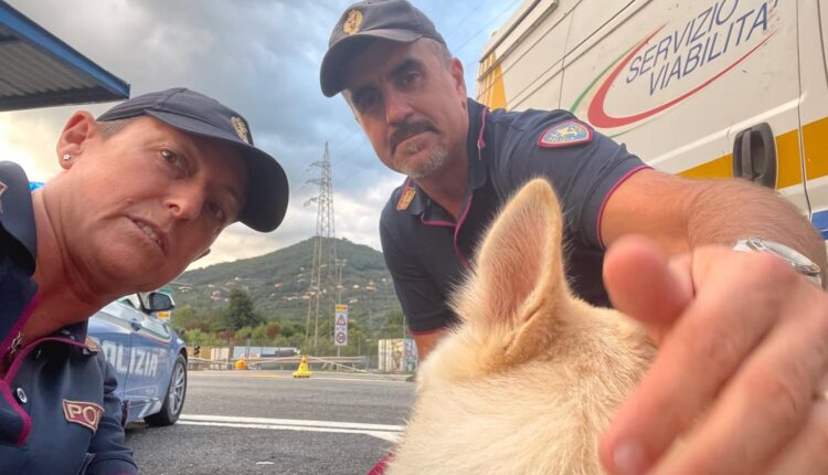 Genova, cane smarrito ritrovato e restituito al proprietario grazie alla Polizia Stradale