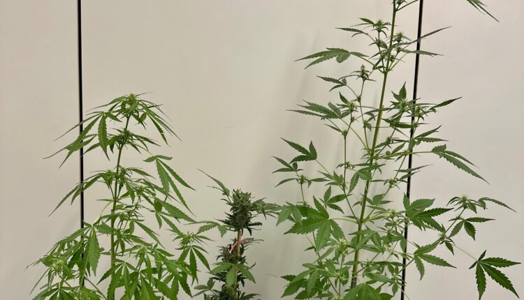 Trento, un soggetto deferito all'autorità giudiziaria per detenzione di sostanze stupefacenti