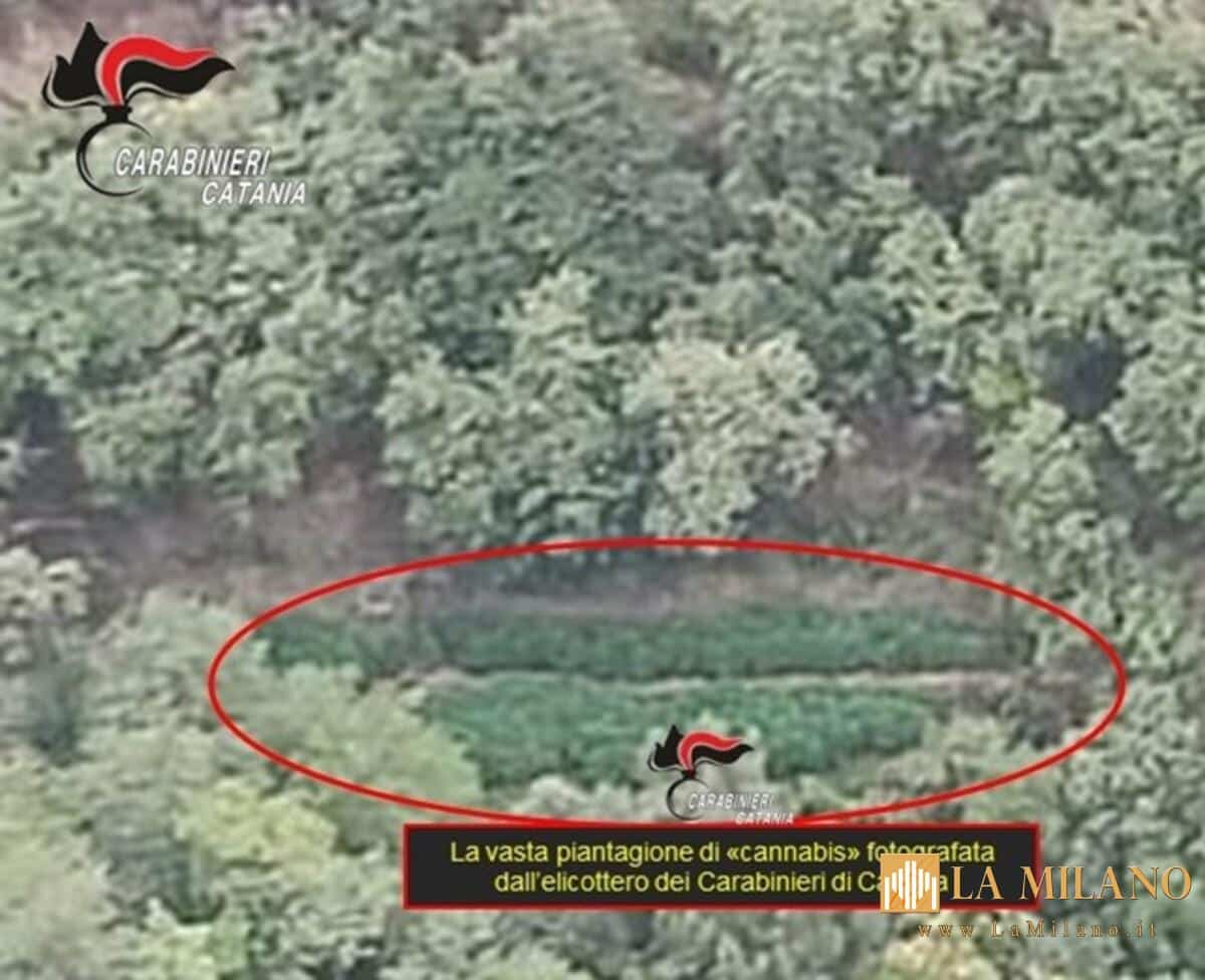 Blitz aereo dei Carabinieri: arrestato 74enne a Santa Venerina, sequestrate 381 piante di cannabis
