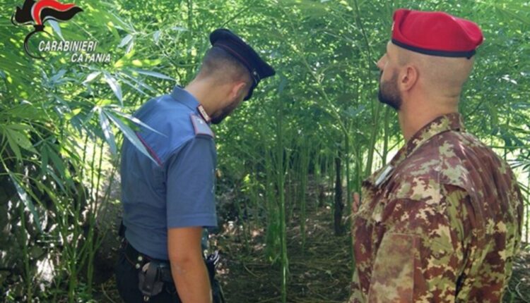 Blitz aereo dei Carabinieri: arrestato 74enne a Santa Venerina, sequestrate 381 piante di cannabis