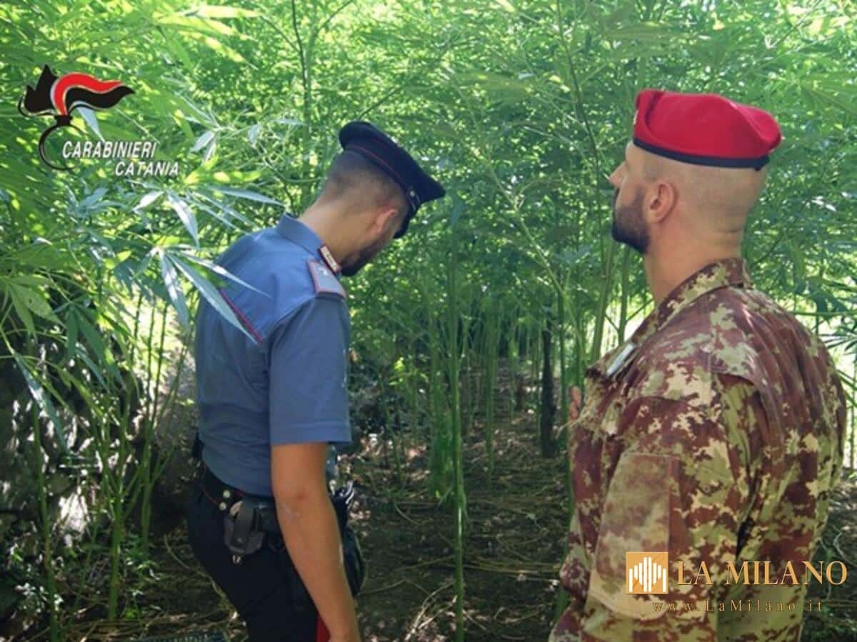 Blitz aereo dei Carabinieri: arrestato 74enne a Santa Venerina, sequestrate 381 piante di cannabis