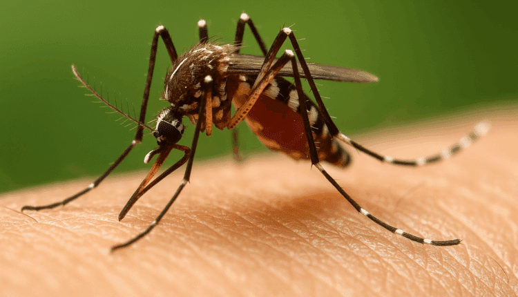 West Nile, casi in forte aumento in Italia raddoppiati in una settimana. Nove i morti, allerta in 10 regioni