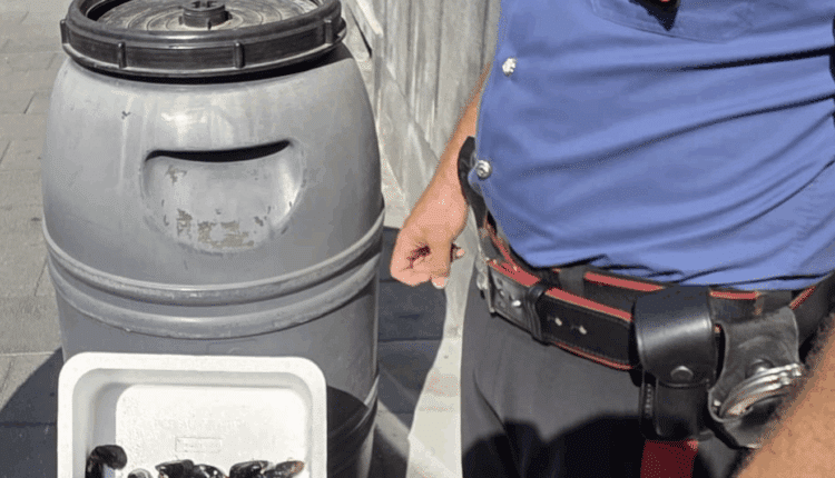 Carabinieri sequestrano 113 kg di frutti di mare in pessime condizioni a Boscoreale