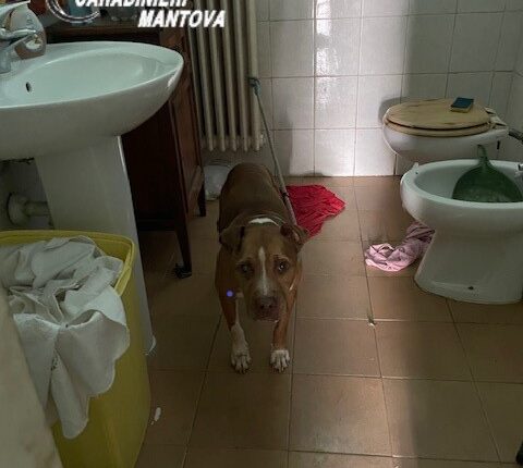 Castiglione delle Stiviere, cani tenuti in un “lager”: uno trovato morto, denunciato il proprietario