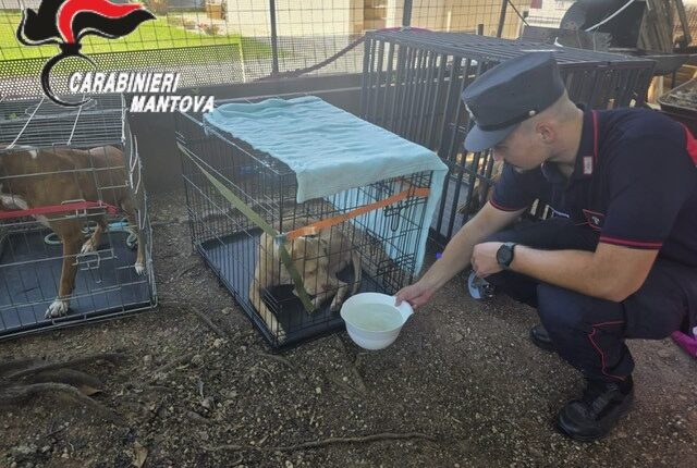 Castiglione delle Stiviere, cani tenuti in un “lager”: uno trovato morto, denunciato il proprietario