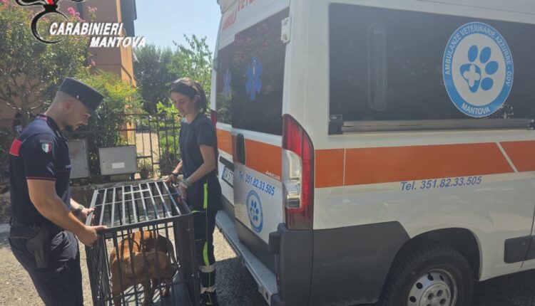 Castiglione delle Stiviere, cani tenuti in un “lager”: uno trovato morto, denunciato il proprietario