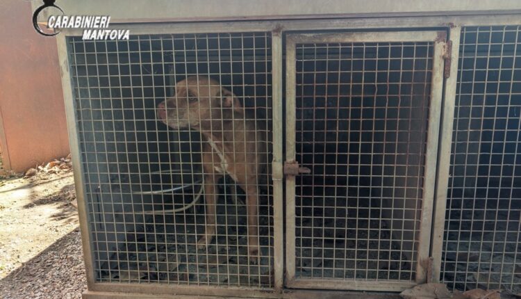 Castiglione delle Stiviere, cani tenuti in un “lager”: uno trovato morto, denunciato il proprietario