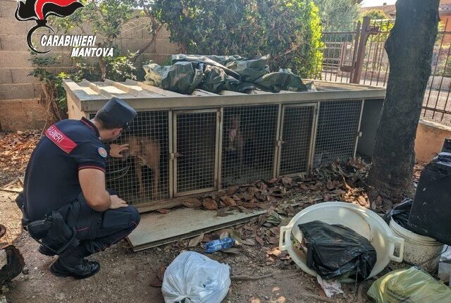 Castiglione delle Stiviere, cani tenuti in un “lager”: uno trovato morto, denunciato il proprietario