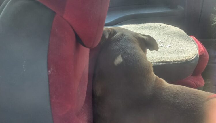 Castiglione delle Stiviere, cani tenuti in un “lager”: uno trovato morto, denunciato il proprietario