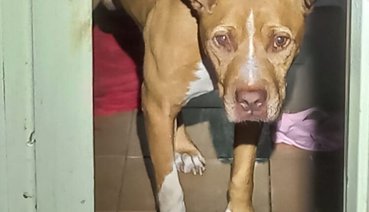 Castiglione delle Stiviere, cani tenuti in un “lager”: uno trovato morto, denunciato il proprietario