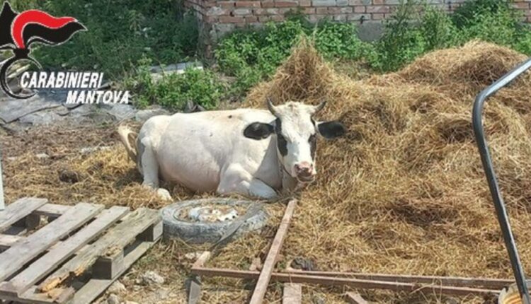 Ostiglia, deposito di rifiuti speciali e maltrattamento di un bovino: Denunciato 20enne