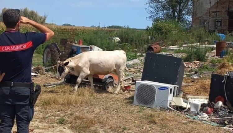 Ostiglia, deposito di rifiuti speciali e maltrattamento di un bovino: Denunciato 20enne