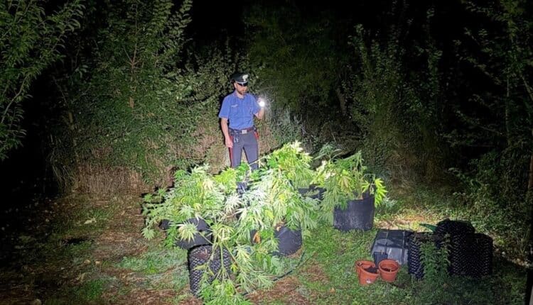 Spoleto, arrestato 27enne: coltivava marijuana in serra artigianale