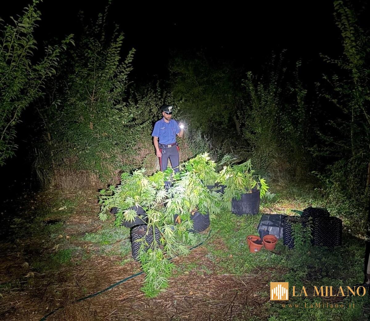 Spoleto, arrestato 27enne: coltivava marijuana in serra artigianale