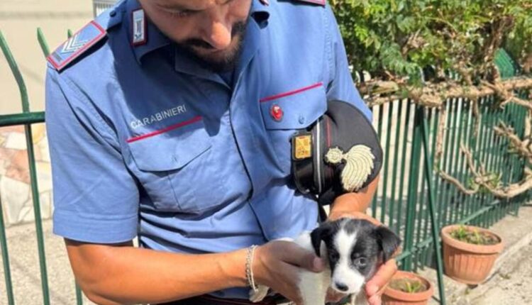 Parete: cucciolo di 3 mesi malnutrito salvato dai Carabinieri, ora si chiama Tudor e cerca famiglia
