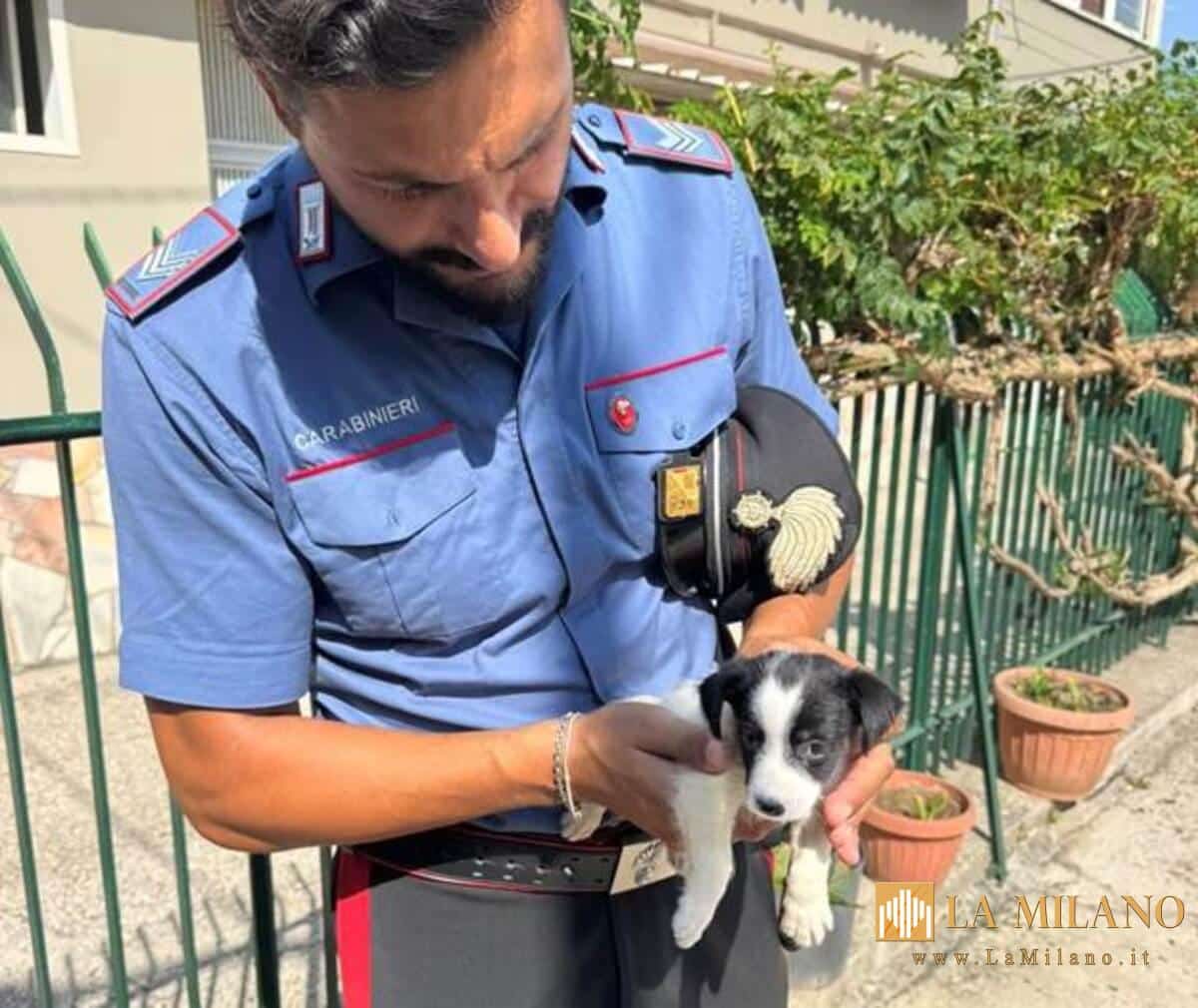 Parete: cucciolo di 3 mesi malnutrito salvato dai Carabinieri, ora si chiama Tudor e cerca famiglia