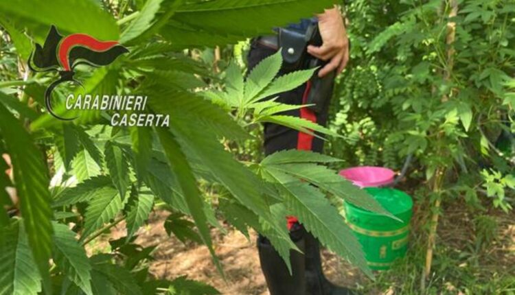 Caiazzo, coltivano marijuana e nascondono pistola clandestina: Arrestati padre e figlio