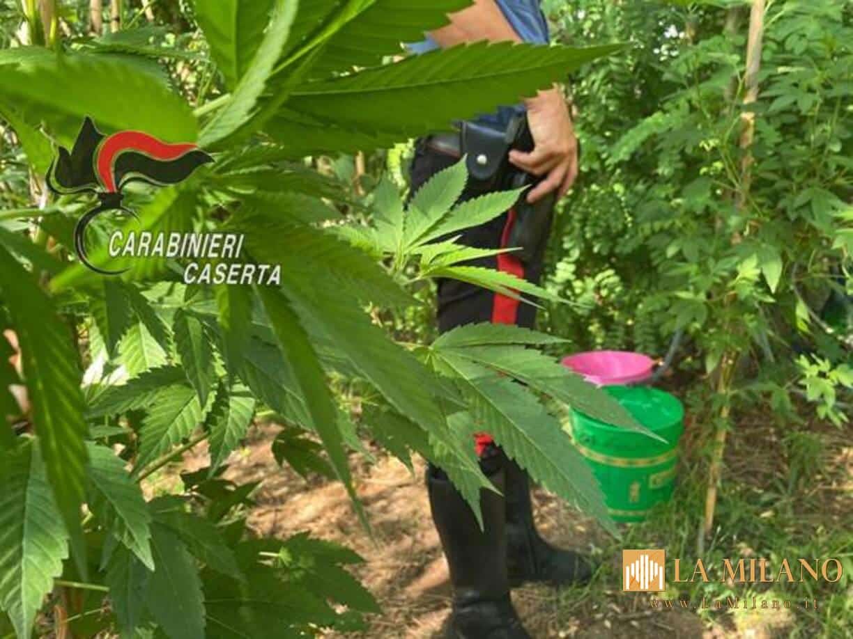 Caiazzo, coltivano marijuana e nascondono pistola clandestina: Arrestati padre e figlio