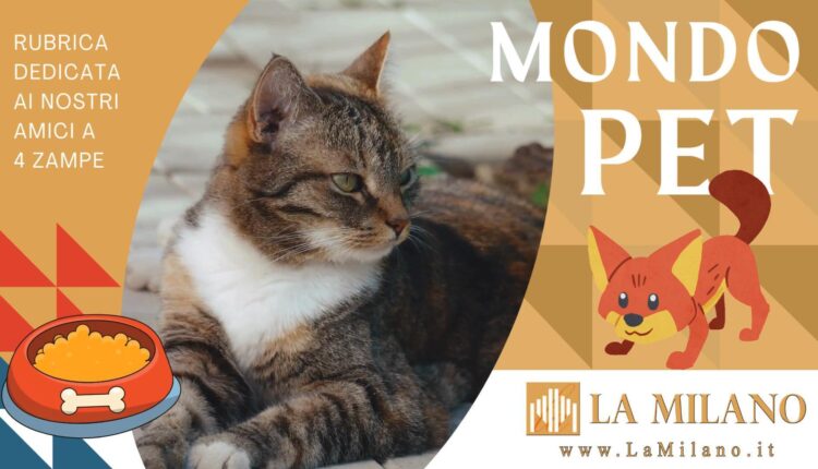 Cistite nei gatti: cause, sintomi e come intervenire