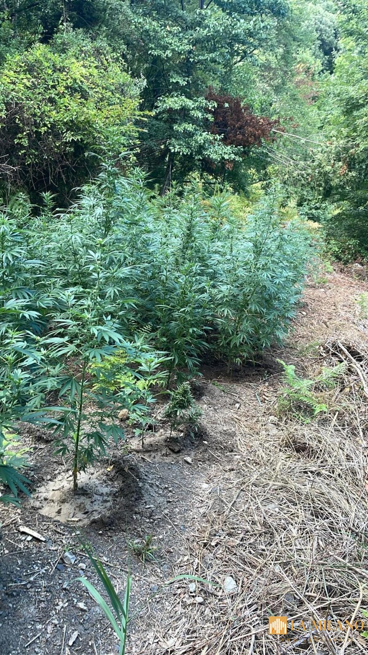 Cosenza: sequestrate 2 piantagioni di canapa indiana nel Parco del Fiume Lao