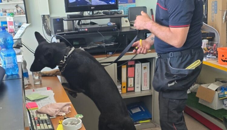 Migliarino: Carabinieri arrestano 52enne per droga, sequestrati 300 grammi di cocaina e 6.000 euro