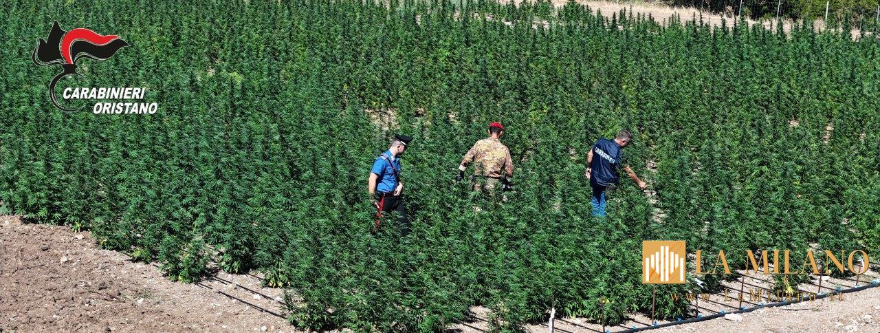 Oristano, scoperta maxi piantagione di canapa a Tiria: 4 arresti in flagranza