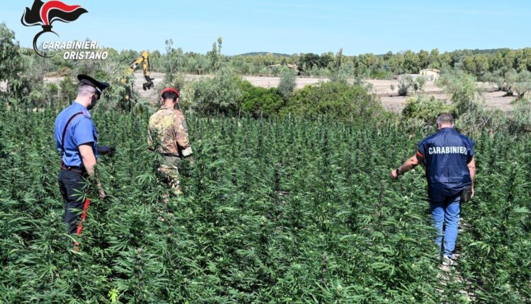 Oristano, scoperta maxi piantagione di canapa a Tiria: 4 arresti in flagranza